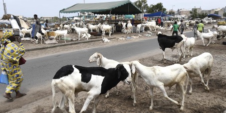 Tabaski : entre rites sociaux, pression financière et gaspillage alimentaire, les fragilités africaines ressurgissent