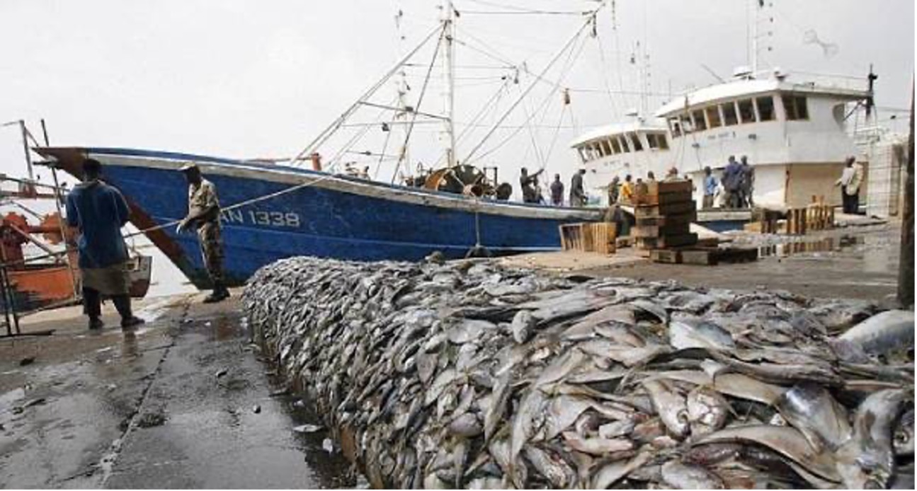La route du poisson volé : le pillage invisible des eaux sénégalaises par les farine-pétroliers chinois sous licences fictives